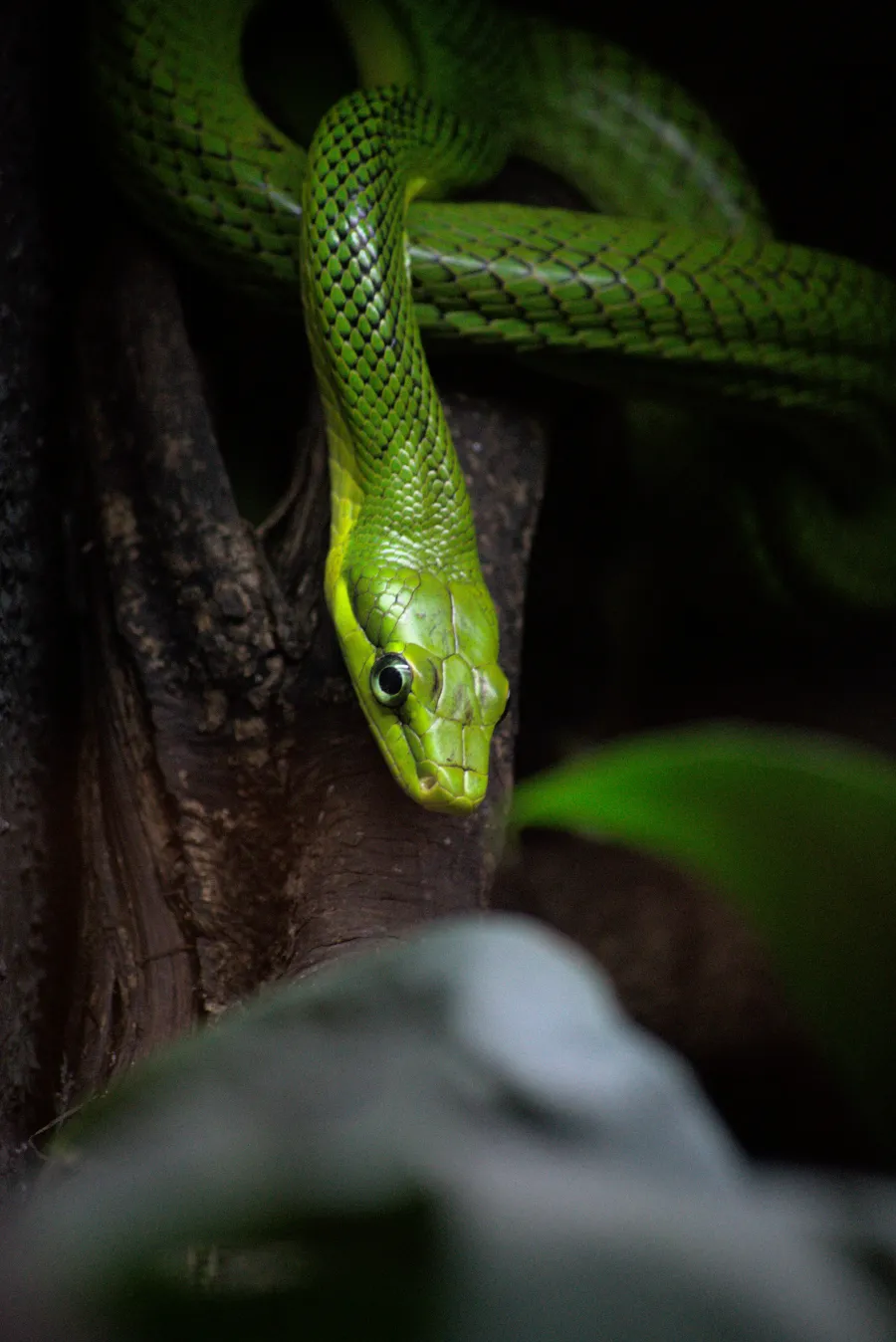 a green snake on a branch