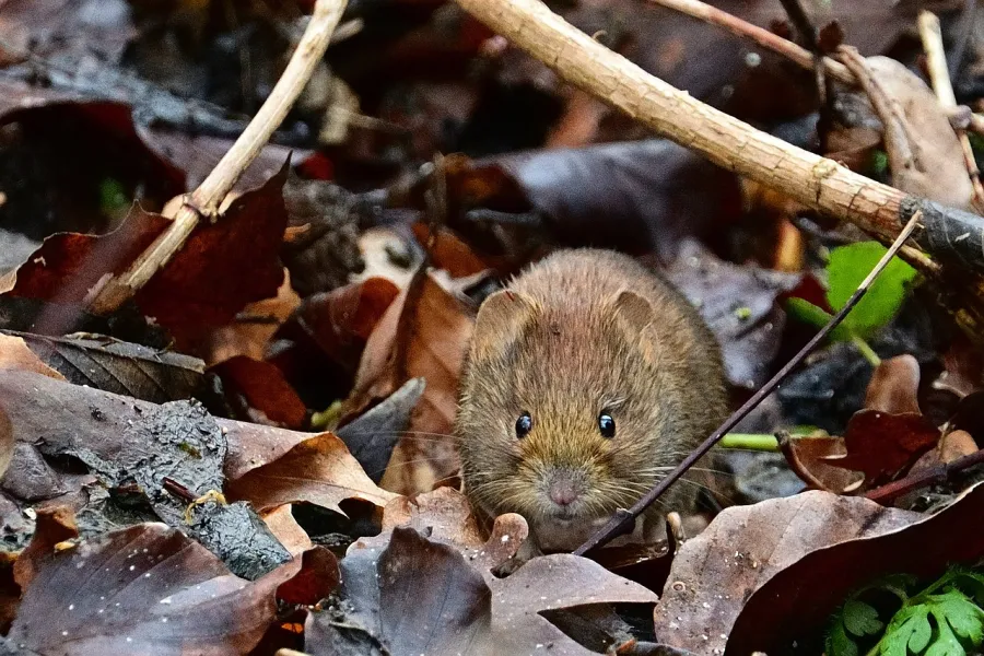 a rodent in a pile of leaves