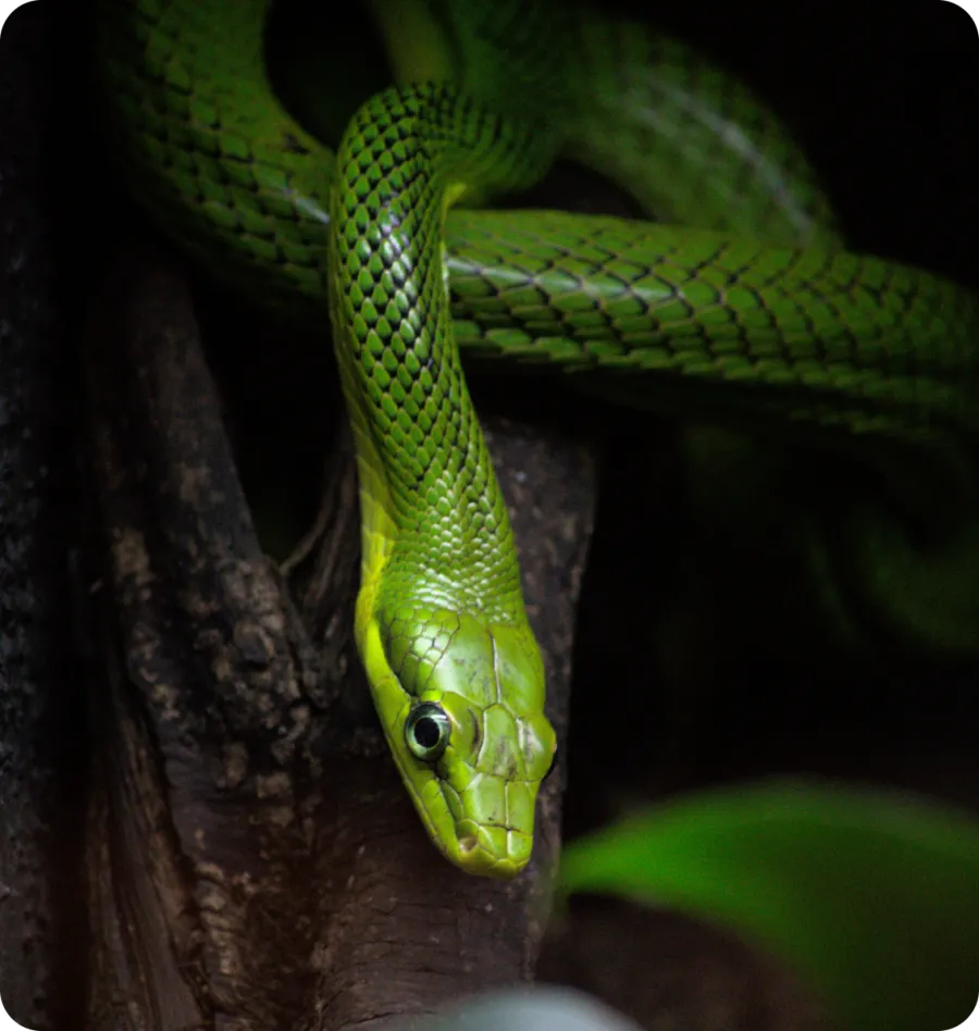 a green snake on a tree
