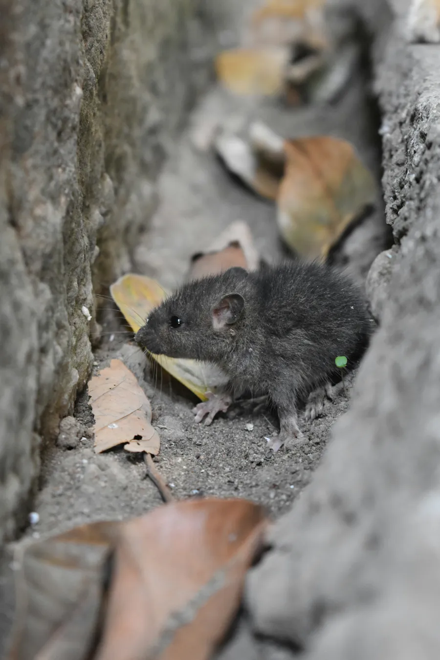 a mouse eating a piece of food