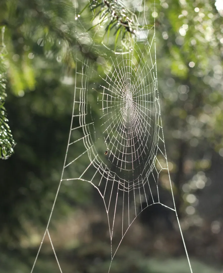 a spider web with water droplets on it