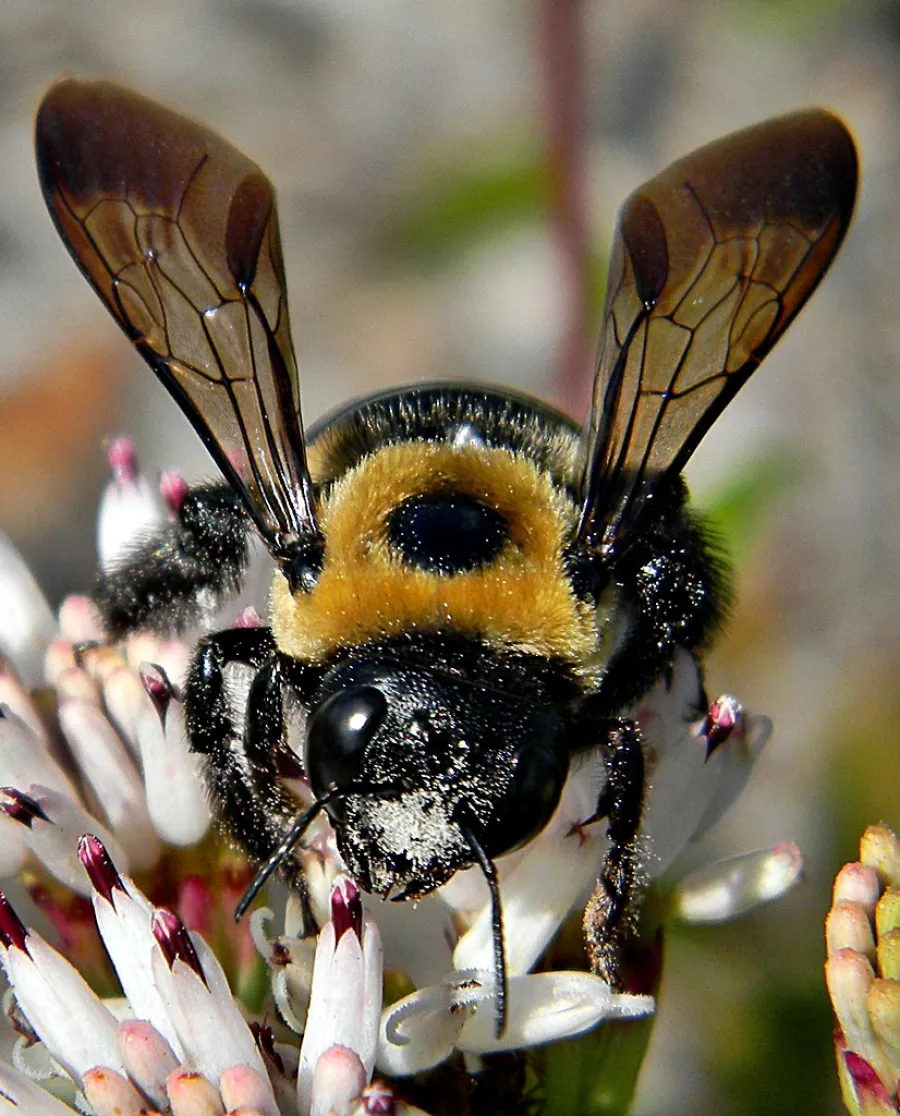 a bee on a flower