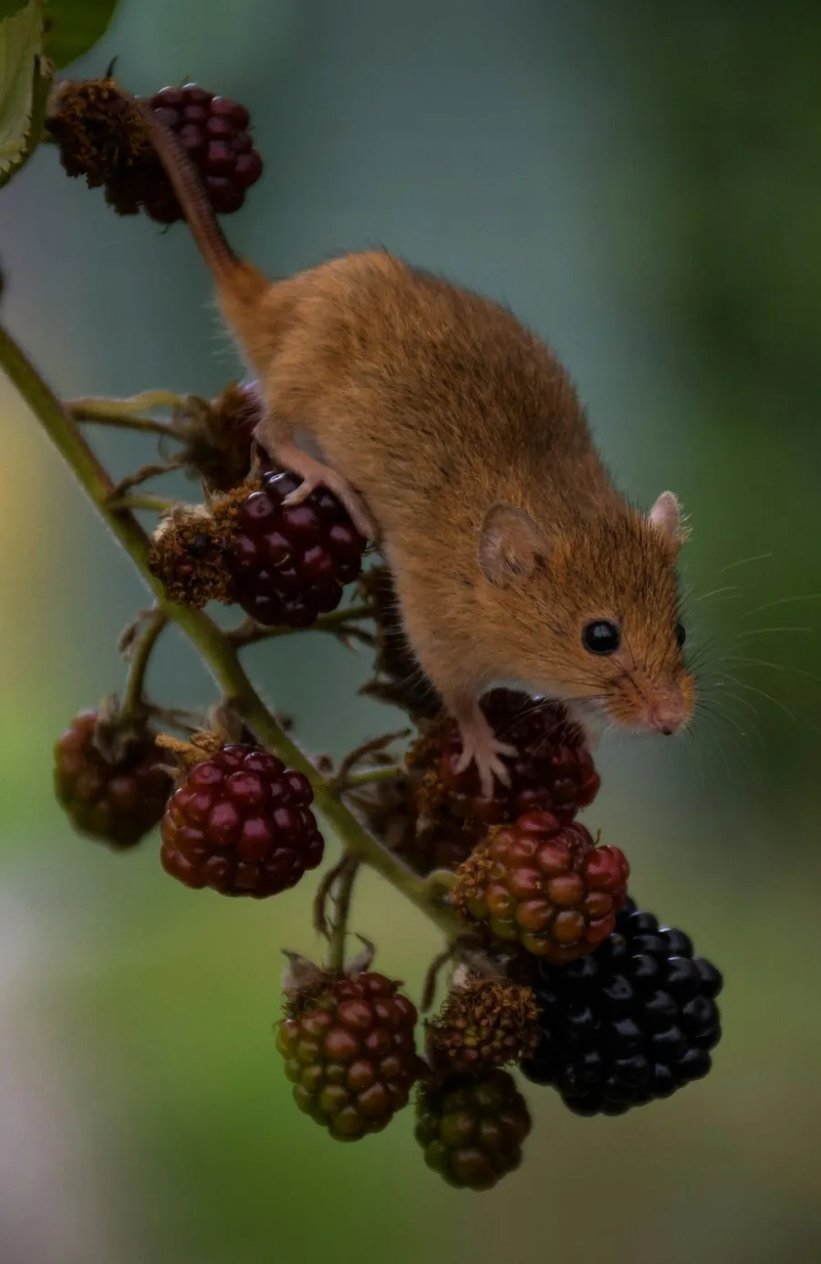a rodent on a branch with berries
