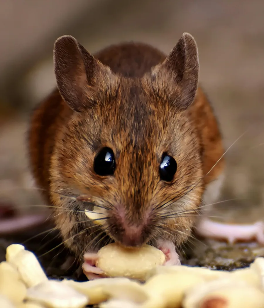 a rodent eating food