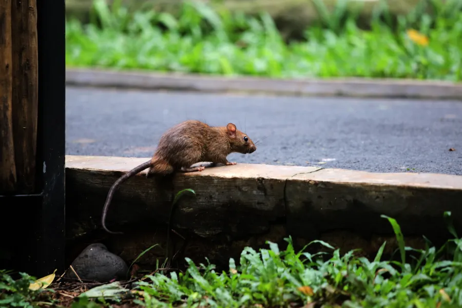Brown rat climbing onto a roadside curb with green grass and asphalt background in daylight