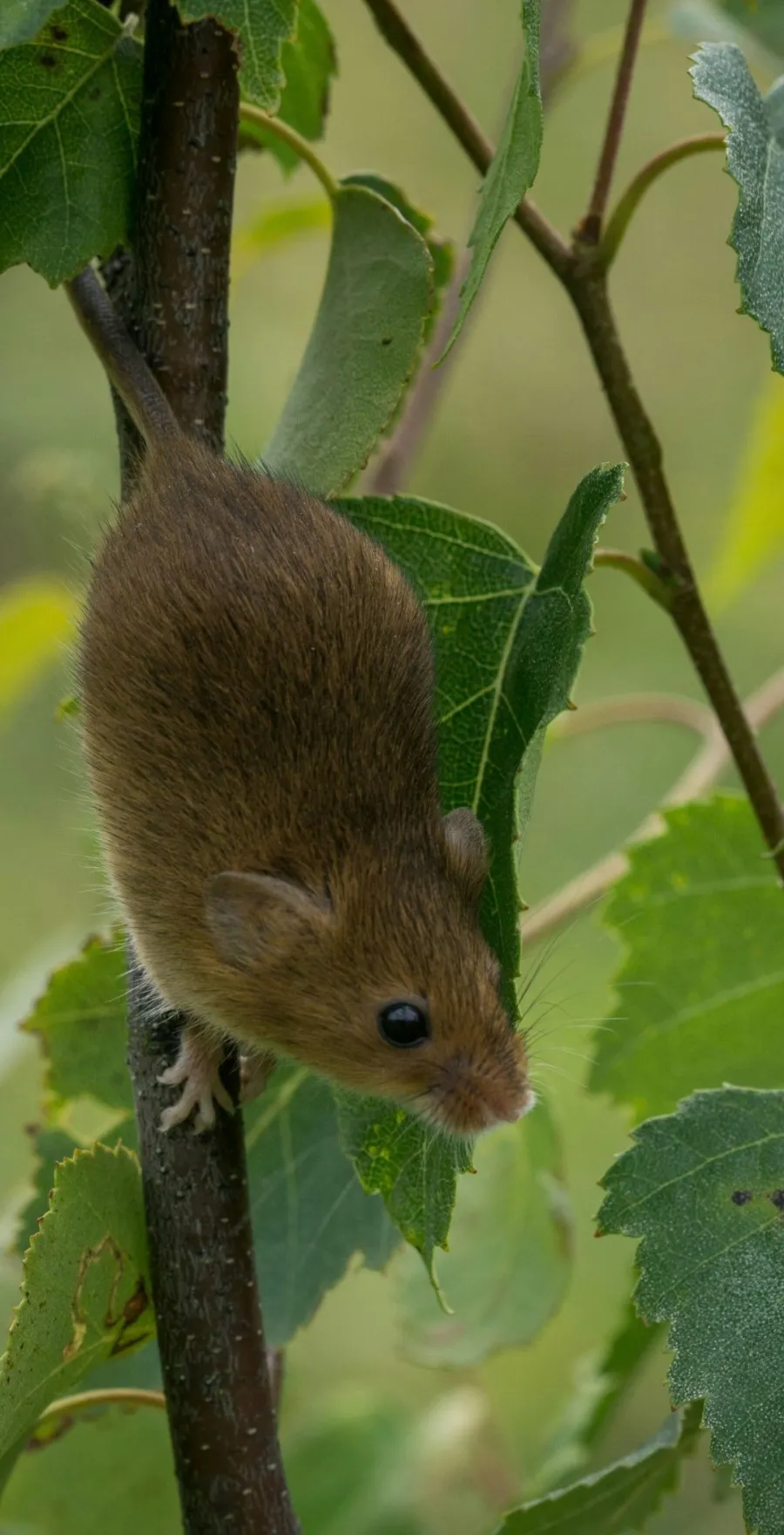 a rodent on a branch