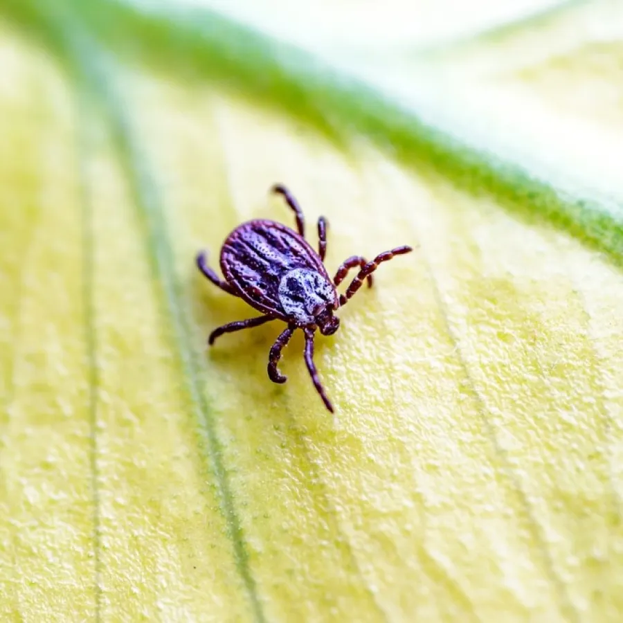 Close-up of a small black tick crawling on a green leaf with visible veins and texture.