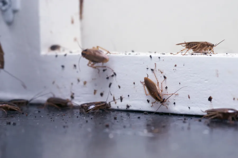 Close-up of multiple cockroaches crawling on a white surface and black floor with dirt and droppings visible.