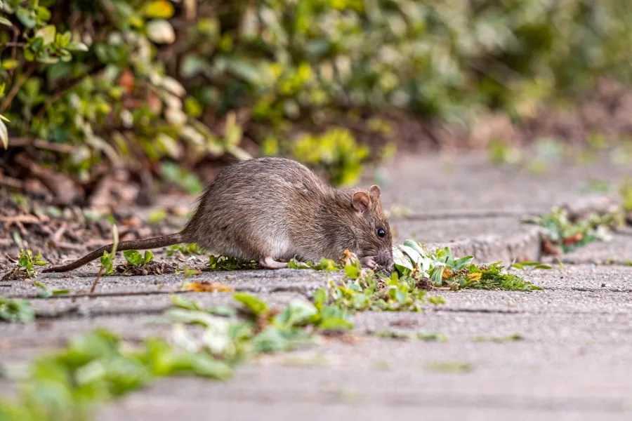 Brown rat sniffing green plants growing between urban concrete pavement slabs outdoors.