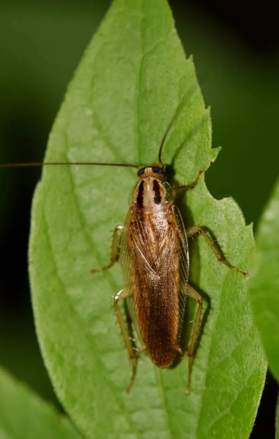 Close-up of a brown cockroach resting on a green leaf with detailed textures and antennas visible.