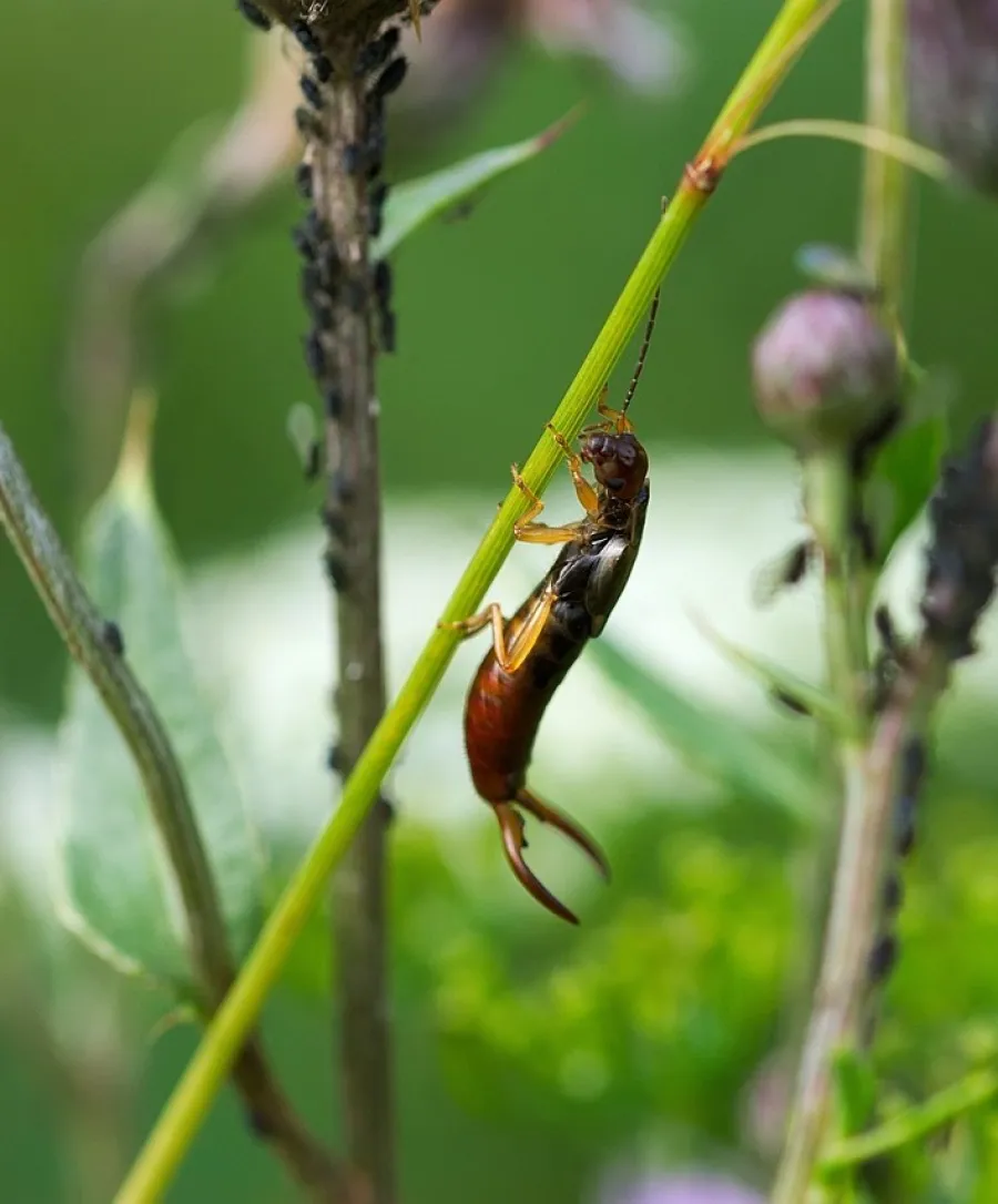 a bee on a branch