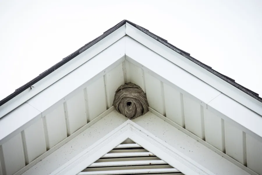 Large wasp nest built in the corner of a white house's roof eave under the peak against a cloudy sky.