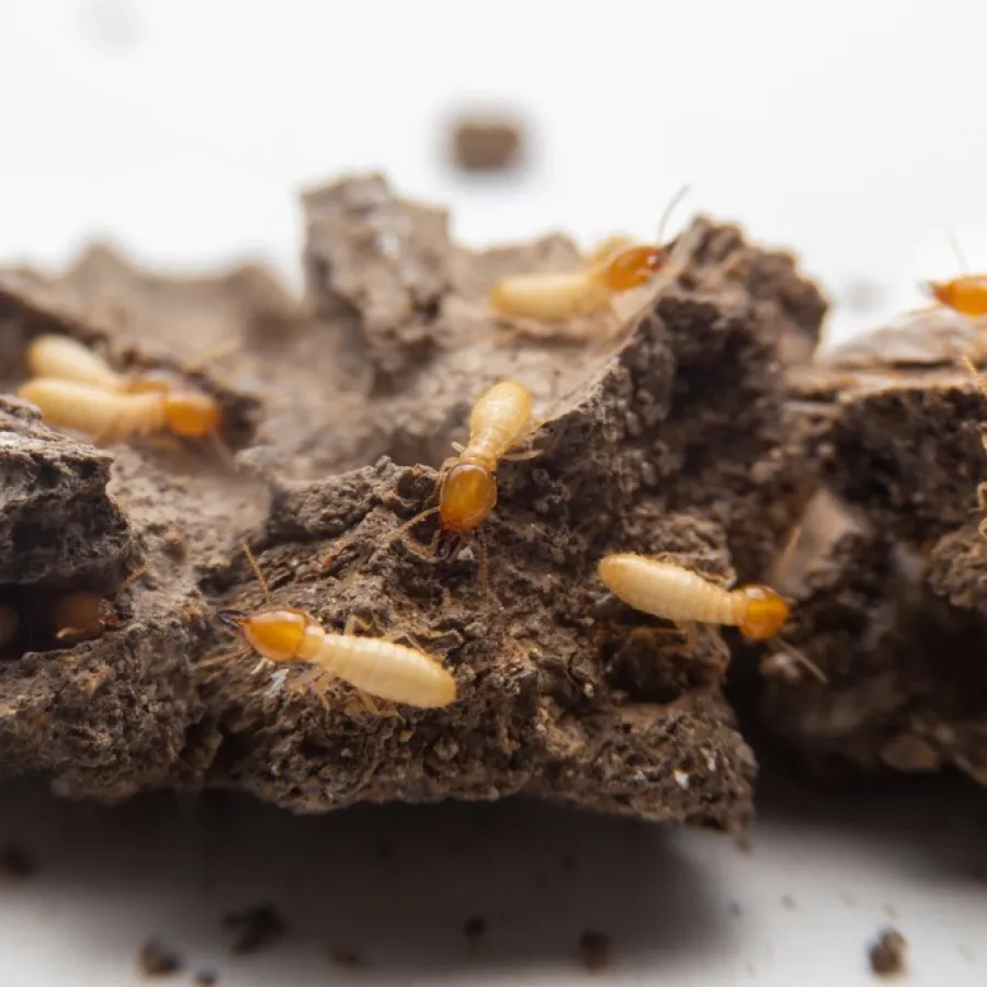 Close-up of termites on brown wood pieces against a blurred white background.