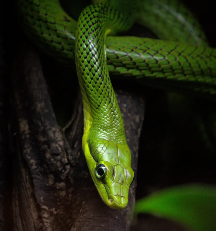 a green snake on a tree