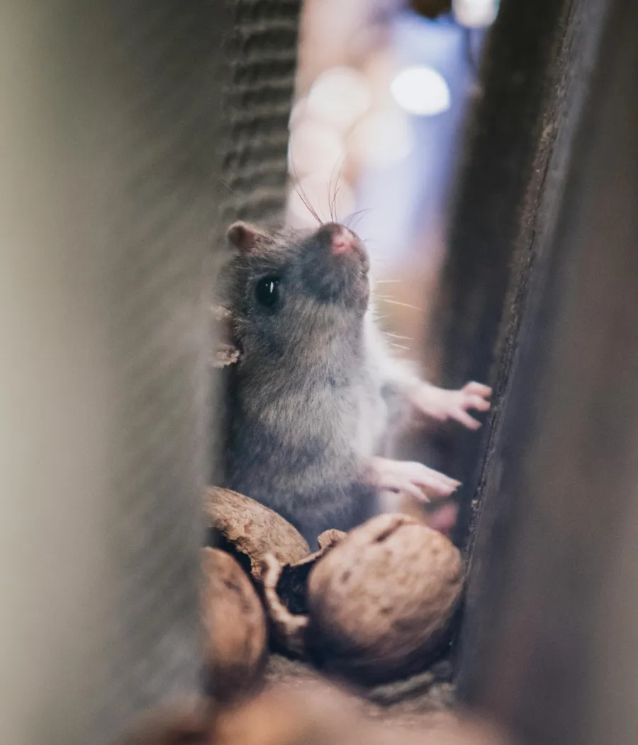 a rodent standing on a window