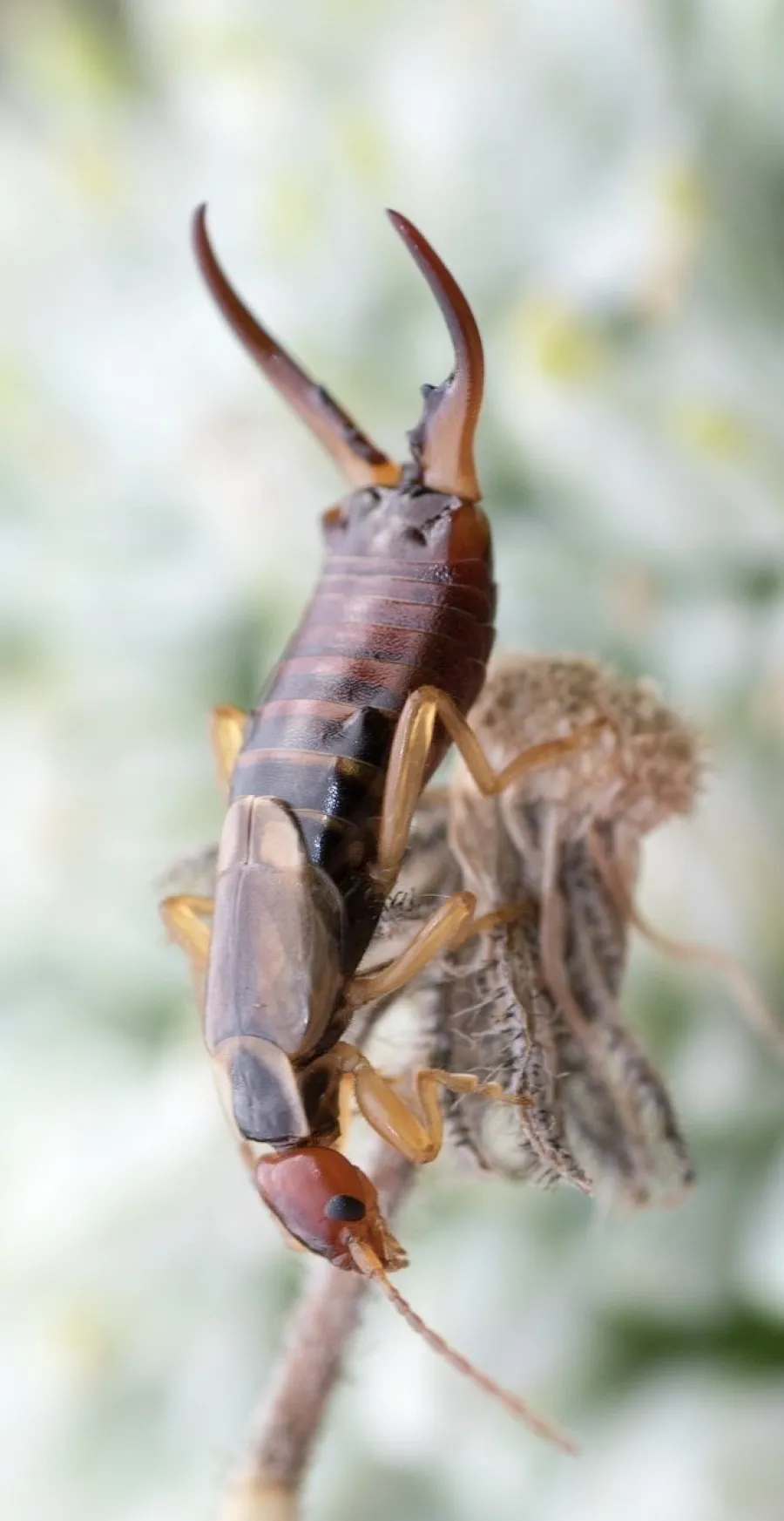 a close up of a bug