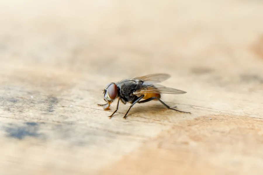 Close-up of a common housefly with translucent wings resting on a light wooden surface.
