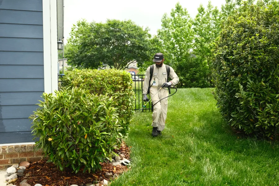 Professional pest control worker spraying insecticide on lawn and bushes in residential backyard