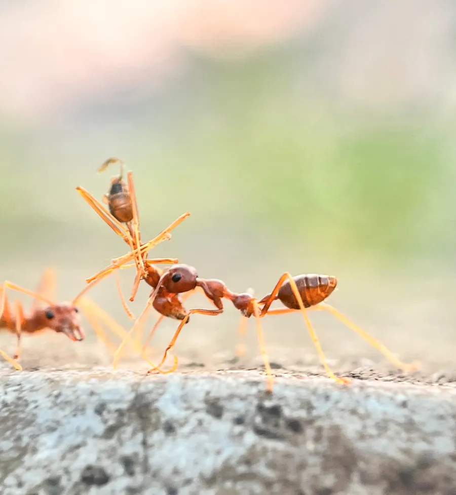 Close-up of red ants working together on a rough surface with blurred natural background.