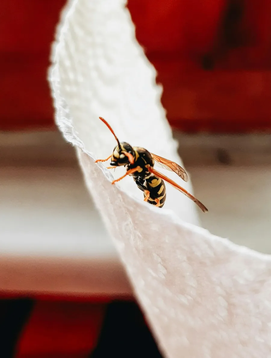a close up of a fly