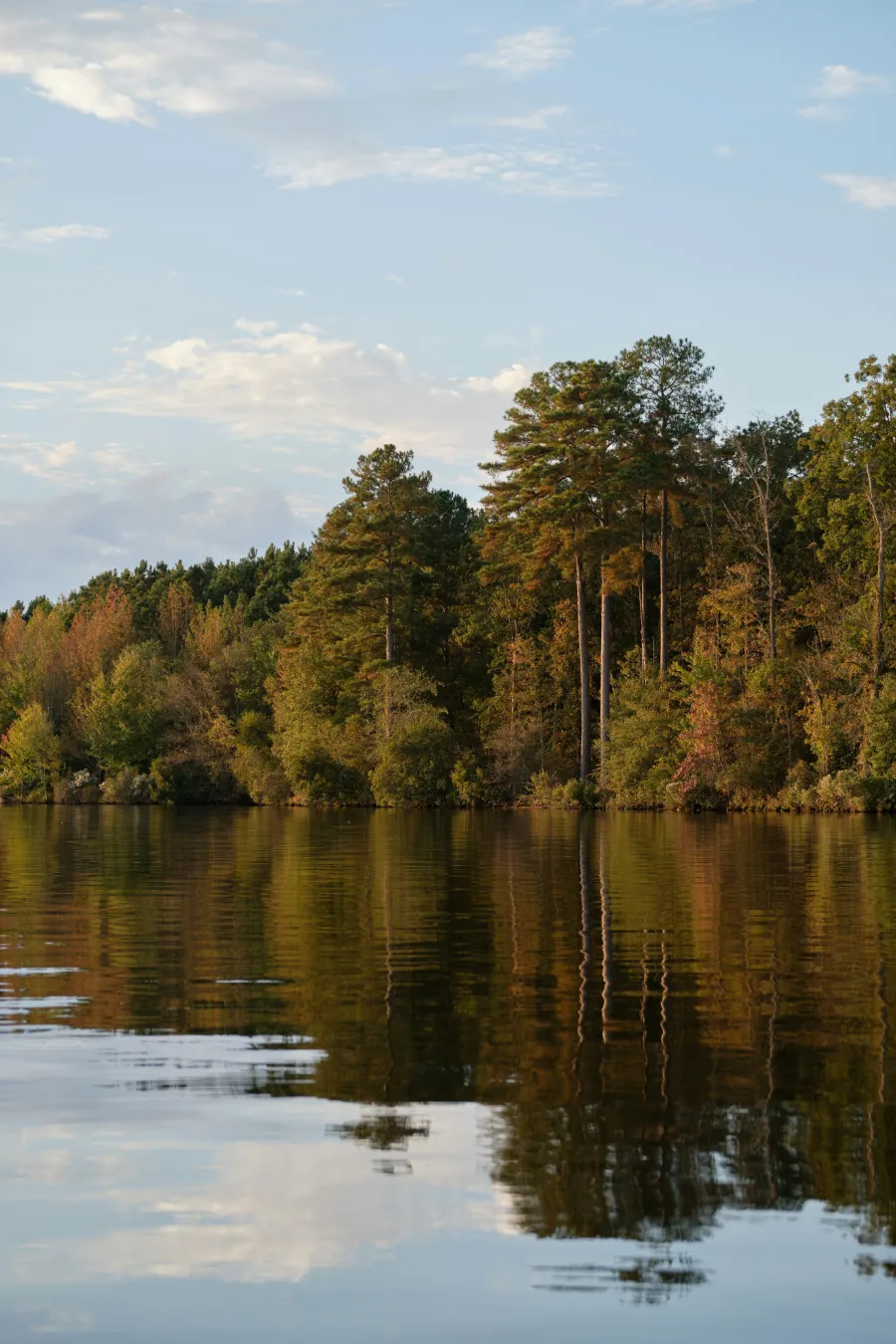a body of water with trees around it
