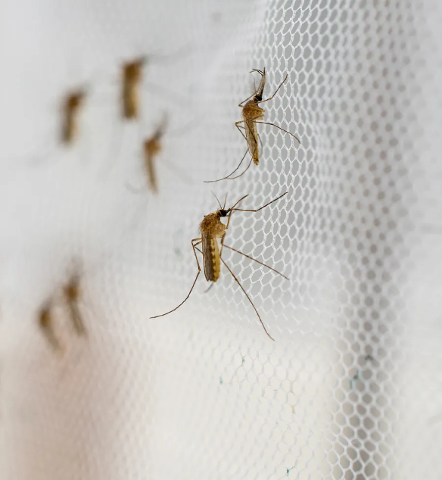 Close-up of mosquitoes resting on a white mesh screen with hexagonal patterns in soft focus background.