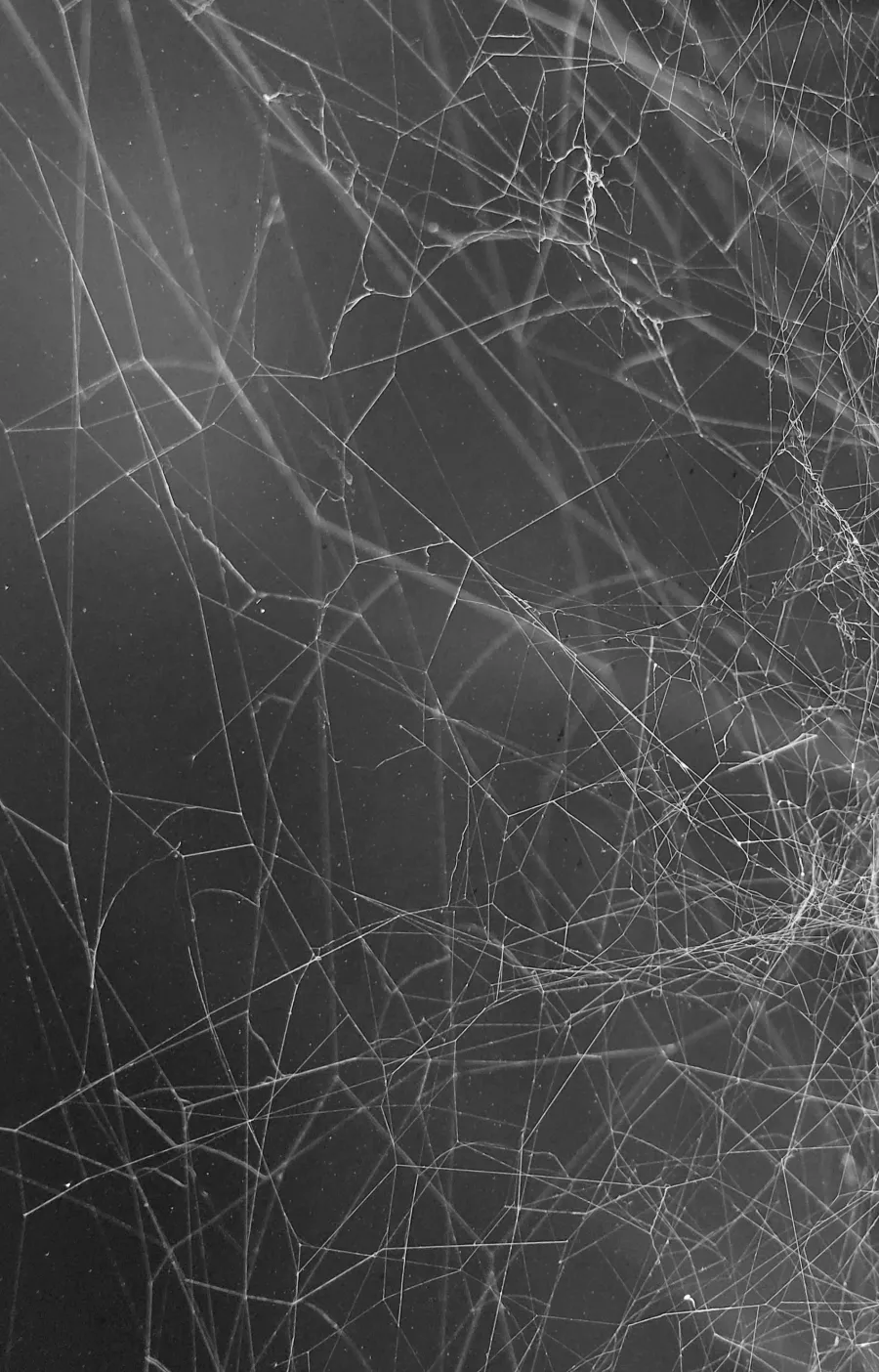 a close up of a spider web
