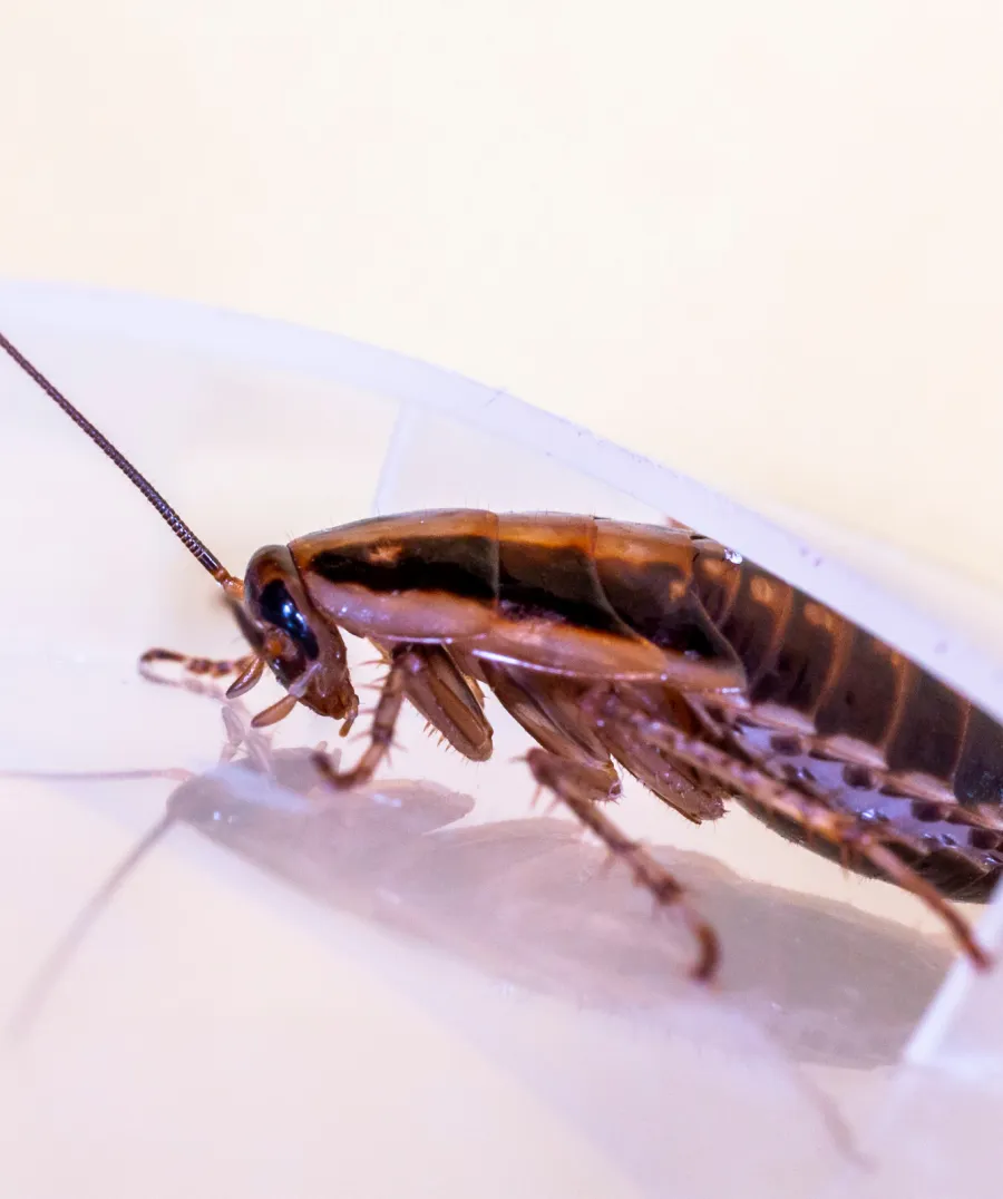 Close-up of a brown cockroach on a transparent surface showing legs and antennae detail