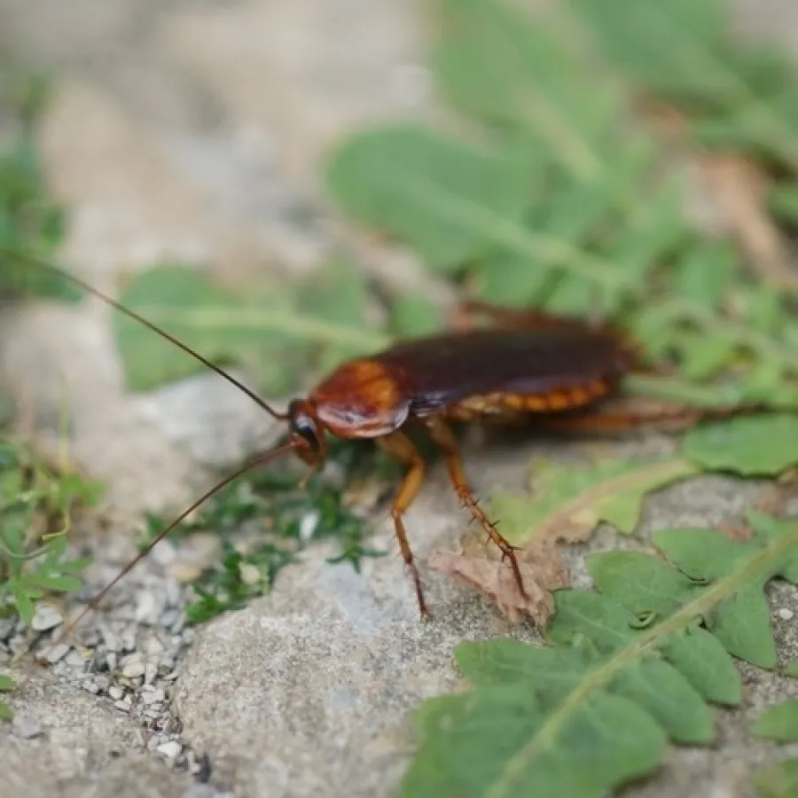 Close-up of a brown cockroach on rocky ground with green leaves and plants.