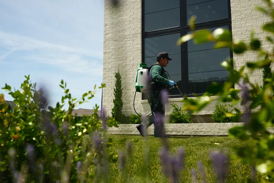 Professional gardener spraying plants with pesticide in a garden outside a modern brick house on a sunny day