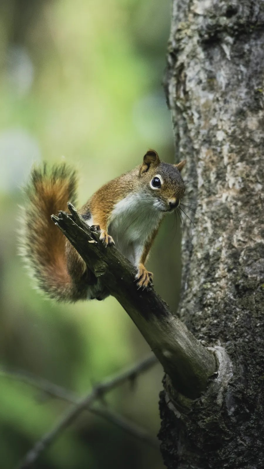 a squirrel on a tree branch