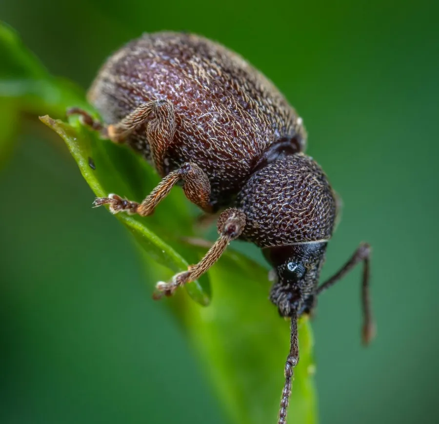 a close up of a bug
