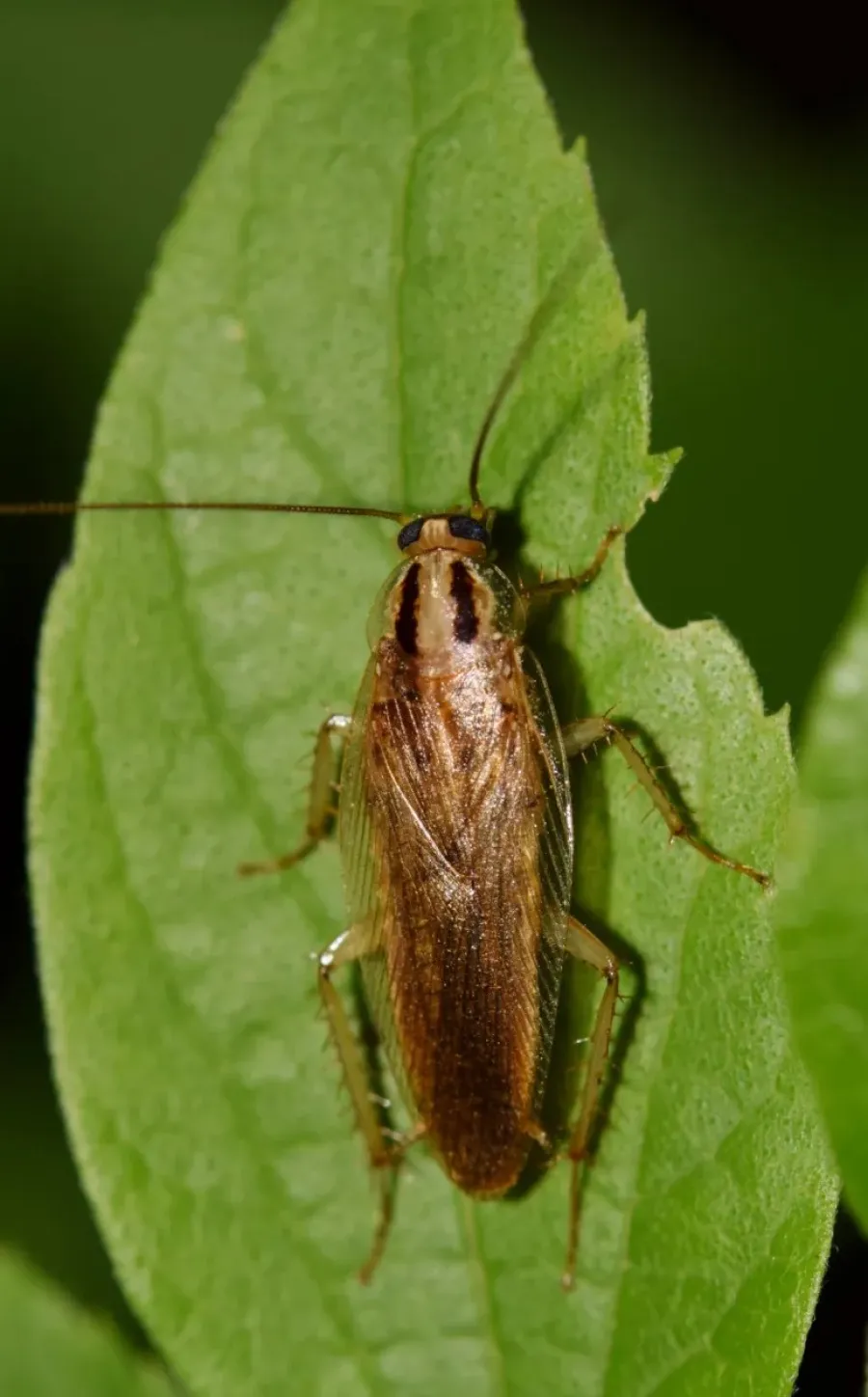 Close-up of a brown cockroach with long antennae on a green leaf with bite marks.