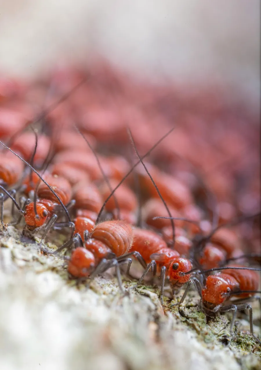 a group of ants