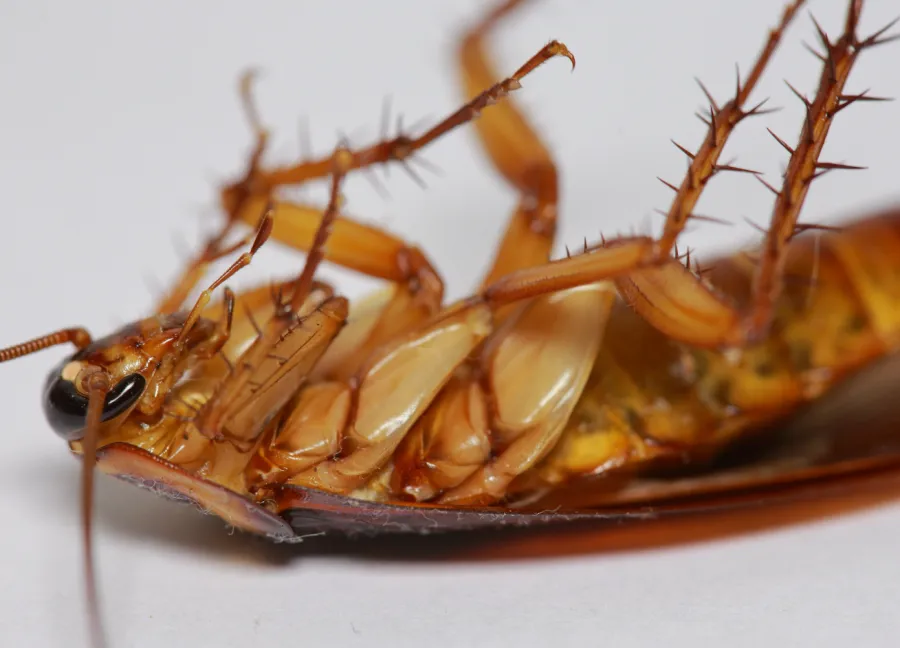 a close up of a lobster