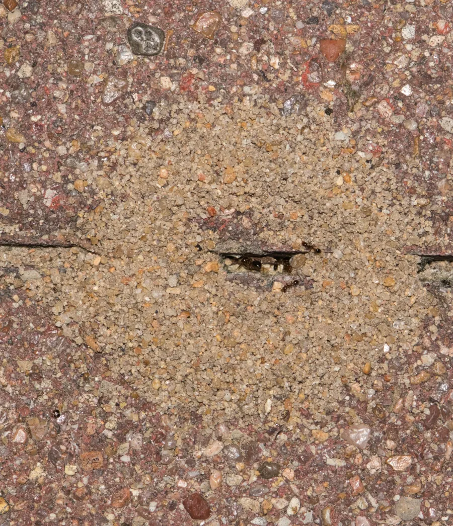 a small insect on the ground