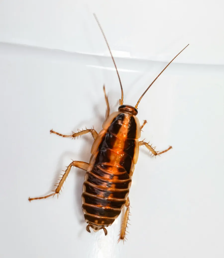 a close up of a bug