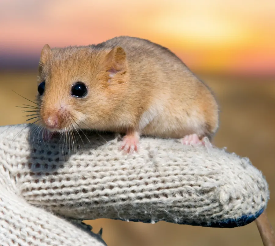 a mouse on a rope