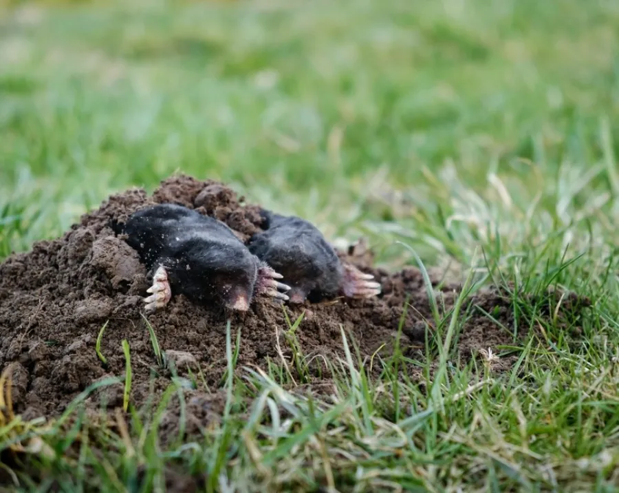 Two moles emerging from a fresh dirt mound surrounded by green grass in a garden or lawn.