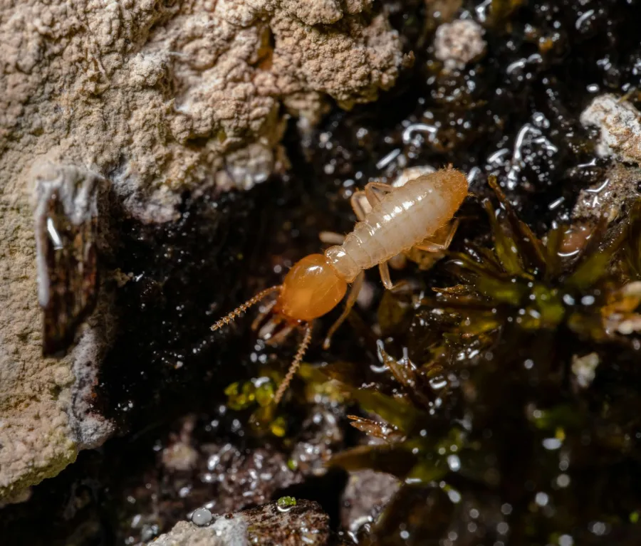 a spider on a rock
