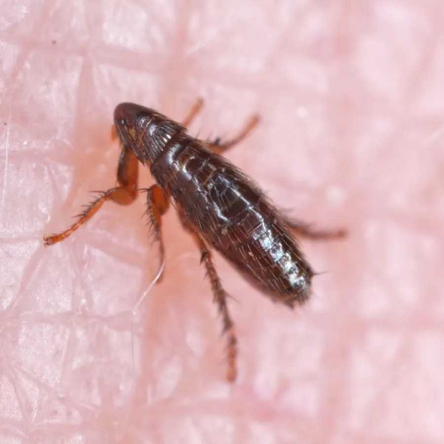 Close-up of a small brown flea on pink human skin showing detailed body texture and legs.