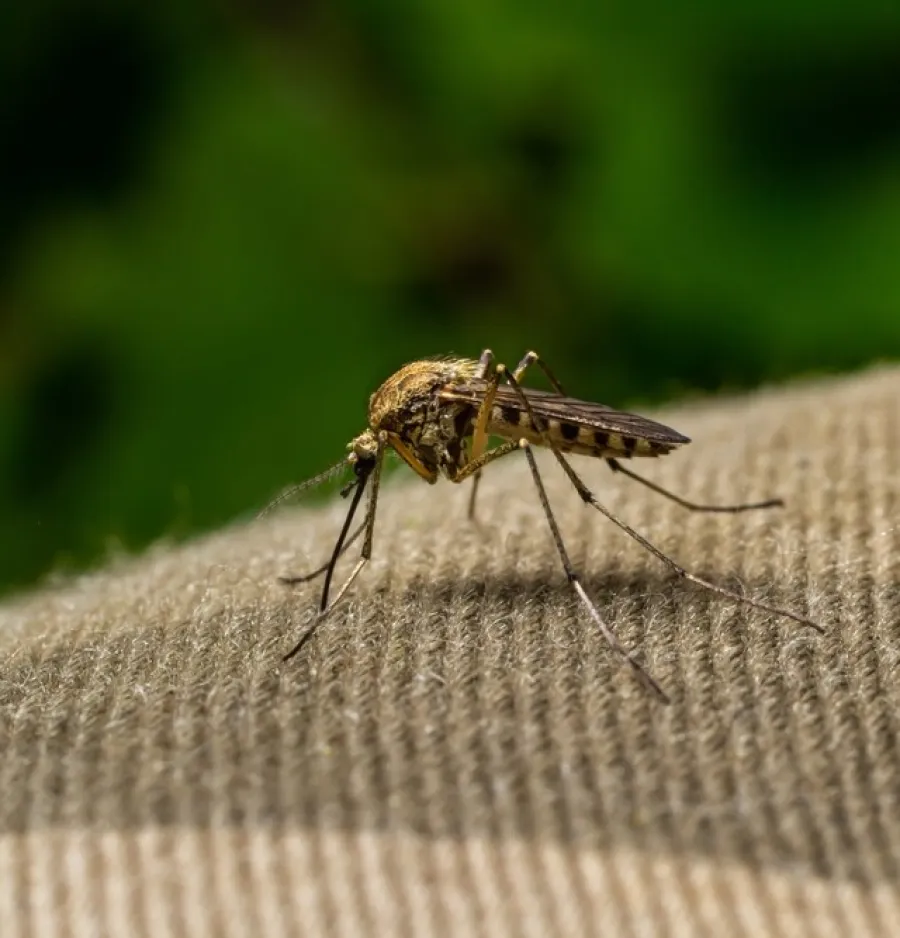 Close-up of a mosquito resting on textured fabric with green blurred background in natural light