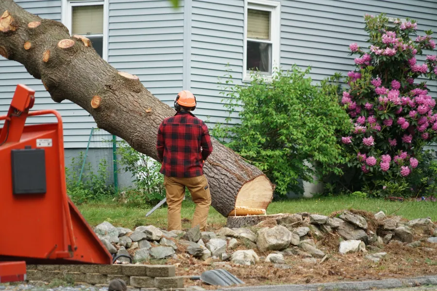 a man carrying a tree