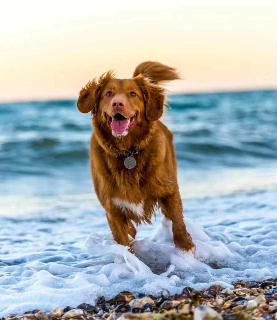 a dog running in the water
