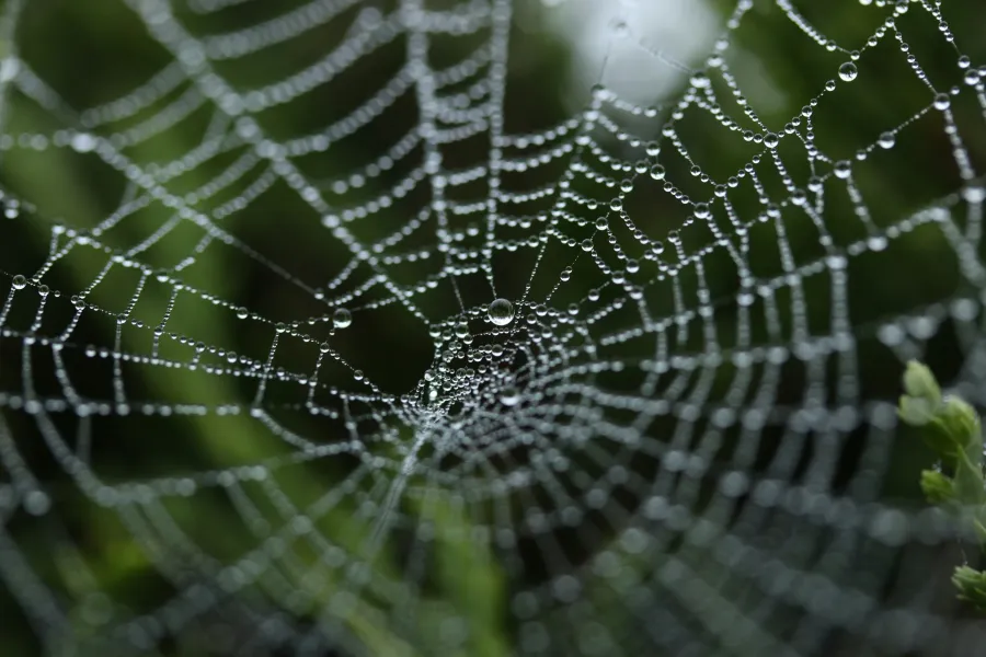 a spider web with dew drops