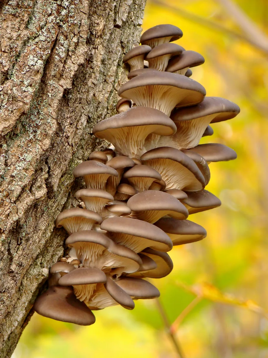 Cluster of brown oyster mushrooms growing on a tree trunk with a blurred yellow-green forest background