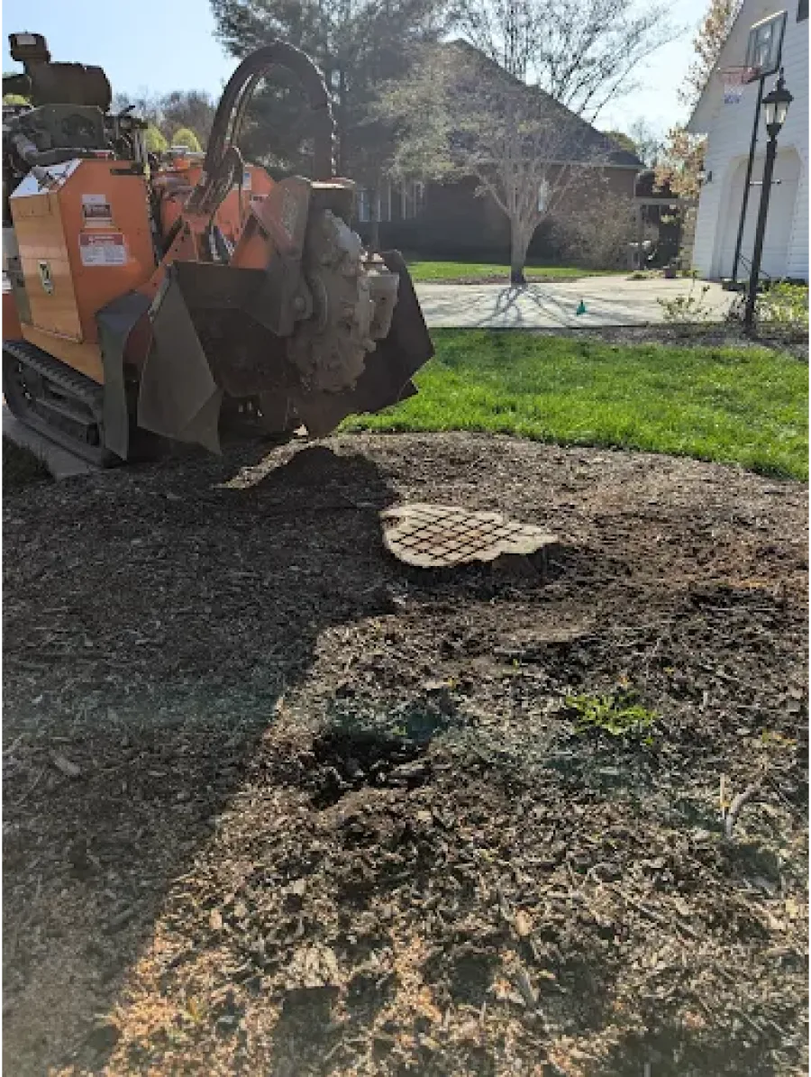 Tree stump grinding in a residential yard with stump grinder and mulch on soil under bright sunlight.
