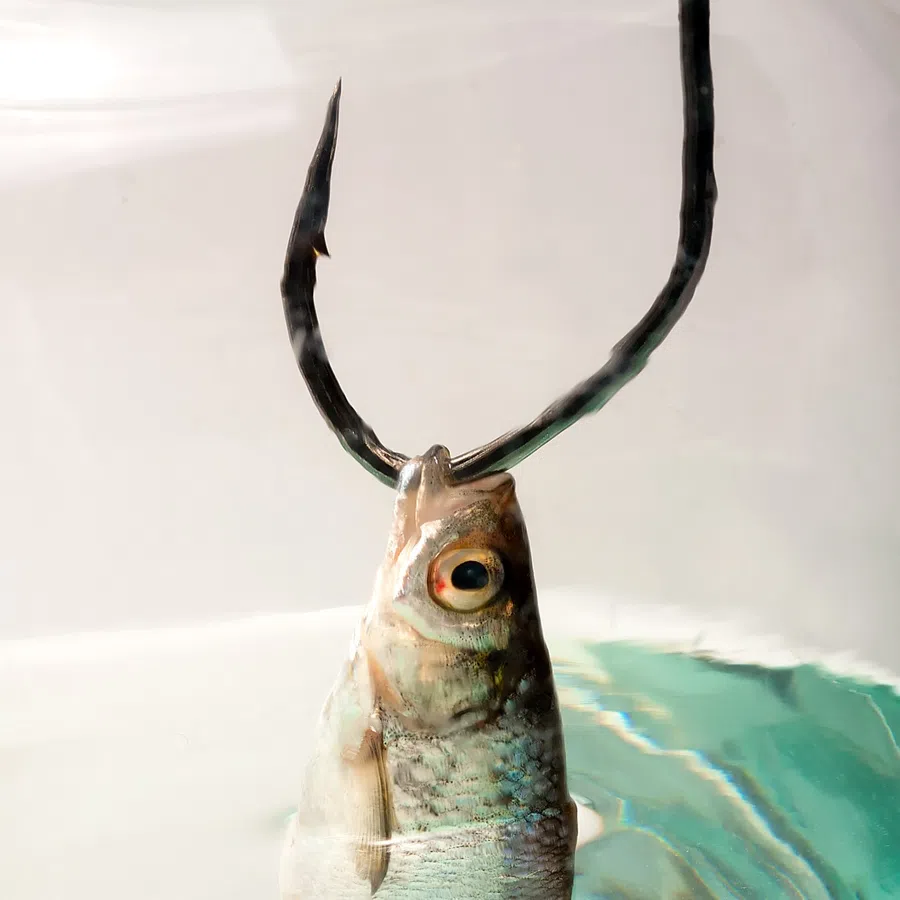 Silver fish caught on a fishing hook suspended above clear water with visible scales and eye details