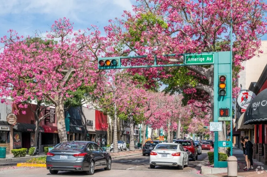 Amerige Avenue street lined with pink flowering trees and cars stopped at a traffic light on a sunny day