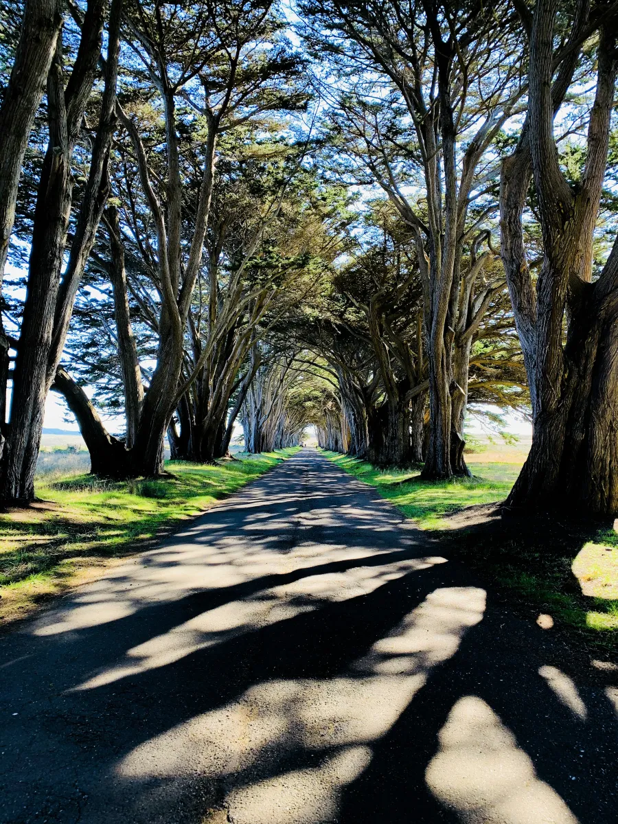 Sunlit road shaded by tall, arching trees creating patterned shadows on the pavement under a bright blue sky.
